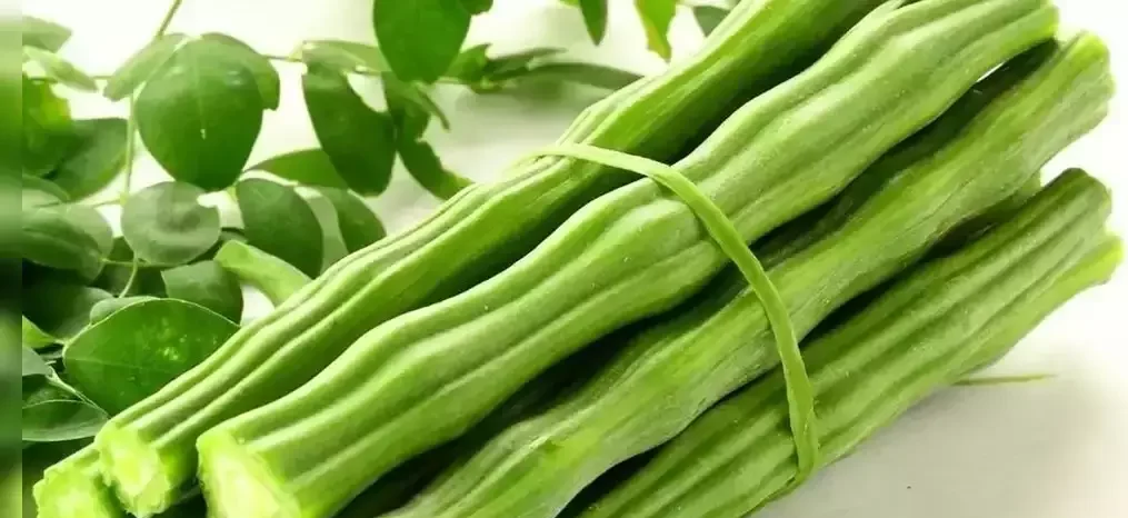 सहिंजन मुनगा के फायदे