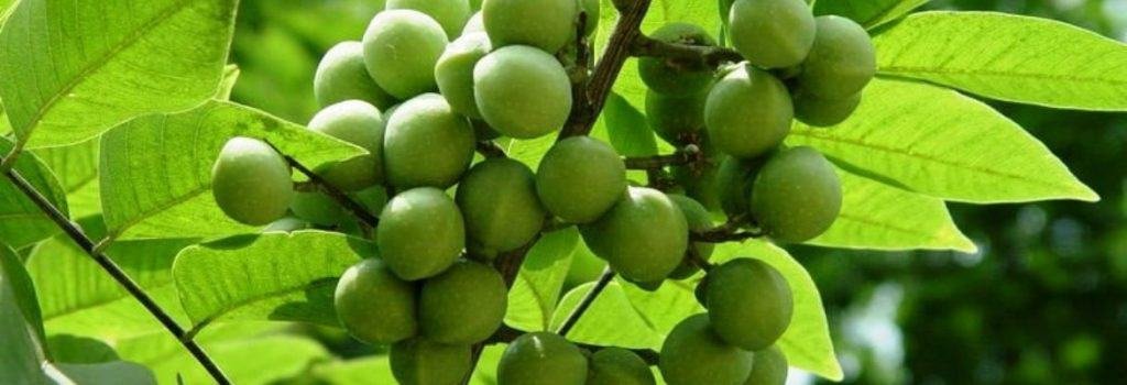 बवासीर (Piles) का आसान अचूक उपाय