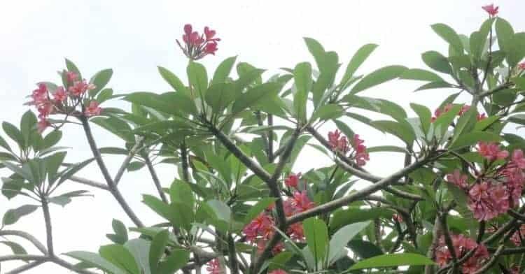 champa ke phool in hindi