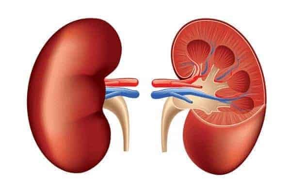 kidney rog ke ayurvedic upay