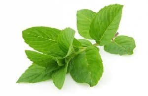 pudina ke fayde labh gun upyog in hindi pudina ke fayde aur nuksan pudina ka pani ke fayde pudina ke nuksan in hindi pudina benefits for hair in hindi pudina ke phool pudine ki chai ke fayde pudina ke fayde for skin dhaniya pudina ke fayde pudina ke fayde hindi pudina ke aushadhi gun pudina chai ke fayde podina ke gun benefits of pudina for face in hindi pudina ke fayde in hindi pudina ka istemal pudina juice benefits in hindi mint leaves in hindi how to use mint leaves for hair growth benefits of pudina on skin pudina benefits for weight loss in hindi pudina wikipedia uses of pudina mint leaves pudina leaf pudina pata pudina ka phool benefits pudina scientific name mentha arvensis common name pudina tea side effects in hindi pudina tea weight loss pudina ke fayde