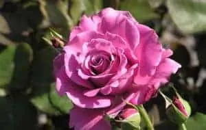 rose petals face pack for glowing skin flower face pack for glowing skin gulab ki pattiyon ka upyog rose face pack in tamil gulab ke phool ke fayde in hindi gulab ke phool ka upyog face pack for white glowing skin gulab ke fayde gulab full photo gulab phool gulab full video gulab full images