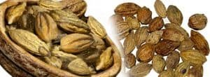 हरड - हर रोग हर वनौषधि - 12 विशेष उपयोग