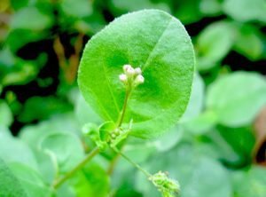 पुनर्नवा punrnava ke aushdhiy gun upyog fayde labh