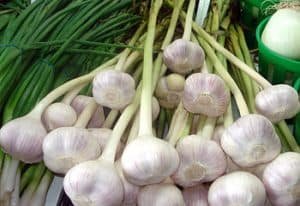 लसून के गुण लाभ फायदे lahsun lasun ke gun labh fayde upyog in hindi khali pet kaccha lahsun khane ke fayde garlic benefits in hindi 