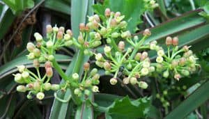 हडजोड़ - बढ़ती उम्र में हड्डियों का रक्षक hadjod cissus quadrangularis ke fayde upyog labh nuskhe in hindi