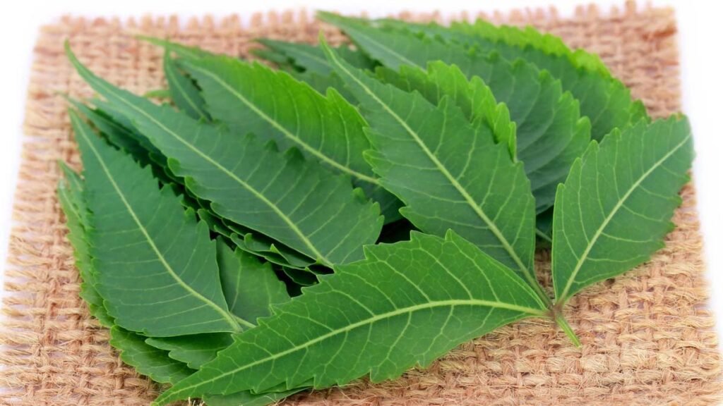 नीम है सर्वोत्तम रक्त शोधक neem ke gun labh fayde upyog