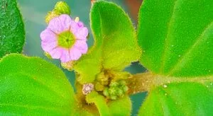 लाजवाब पुनर्नवा की पहचान, किस्में, गुण और उपयोग