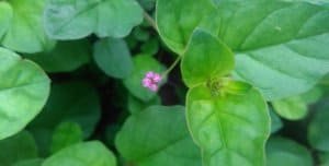 लाजवाब पुनर्नवा की पहचान, किस्में, गुण और उपयोग