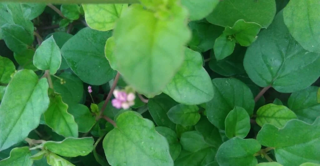 पुनर्नवा के 26 गुणकारी उपयोग punernava punarnava ke upyog gun fayde labh nuskhe plant herb