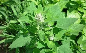 bathua bathro lambsquarters बथुआ के शाक या साग के गुण लाभ फायदे bathu ke gun labh fayde faide