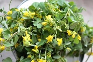 methi ke gun labh fayde upyog