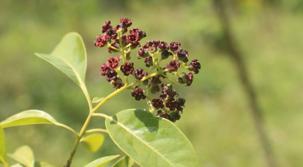 श्वेत चन्दन के 13 उपयोगी गुण लाभ chandan ke gun labh fayde upyog