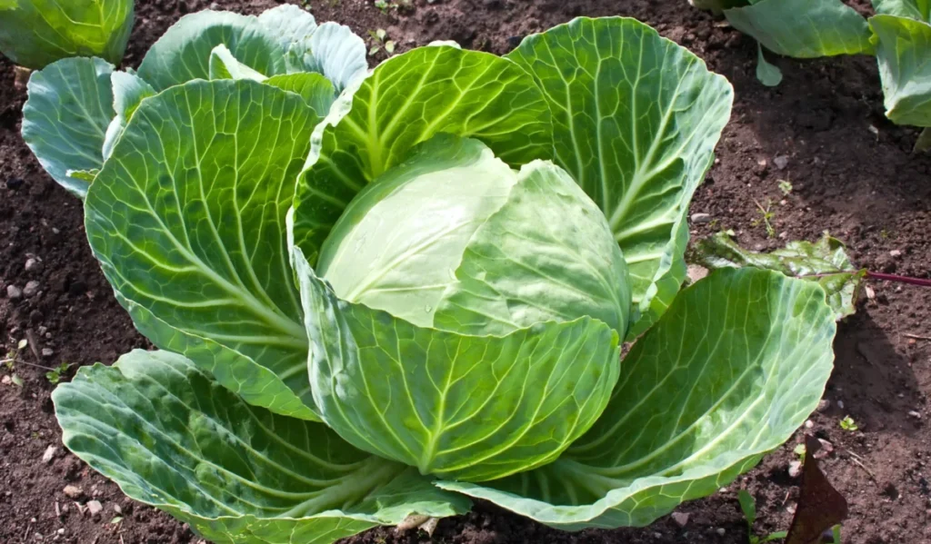 गुणहीन और हानिकारक शाक सब्ज़ियां - सावधान रहें hanikarak food sabji salad ahar