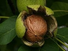 walnut akhrot health benefits in hindi