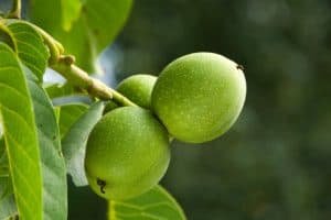 अखरोट (Walnut) अखरोट के फायदे अखरोट खाने का तरीका akhrot ke fayde walnut in hindi akhrot in english akhrot khane ke fayde 