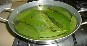 अमरुद के पत्ते guava leaves benefits in hindi अमरूद के पत्ते के फायदे बालों के लिए  अमरूद के पत्ते के नुकसान  अमरूद के पत्ते का उपयोग  अमरूद की पत्ती  आम के पत्ते के फायदे  अमरूद के औषधीय गुण  अमरूद के लाभ  जामुन के पत्ते के फायदे अमरूद के पत्ते के नुकसान अमरूद के पत्ते का उपयोग अमरूद की पत्ती अमरूद के पत्ते खाने के फायदे अमरूद के पत्ते के फायदे बालों के लिए अमरूद के लाभ अमरूद के औषधीय गुण आम के पत्ते के फायदे अमरूद के पत्तों का लाभ अमरूद के पेड़ अमरूद खाने का सही समय अमरूद के पत्ते के गुण अमरूद की पत्ती के फायदे अमरूद के नुकसान जामुन के पत्ते के फायदे अमरूद के पत्तों का औषधीय उपयोग अमरूद के बीज अमरूद के गुण
