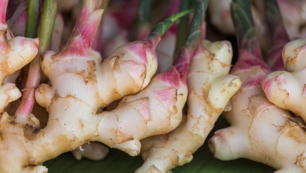 अदरक (Ginger) के गुण फायदे लाभ