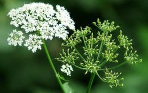 अजवायन ajwayan ke gun labh fayde upyog