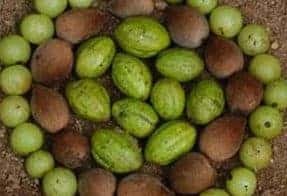 triphala त्रिफला ke gun labh fayde upyog 