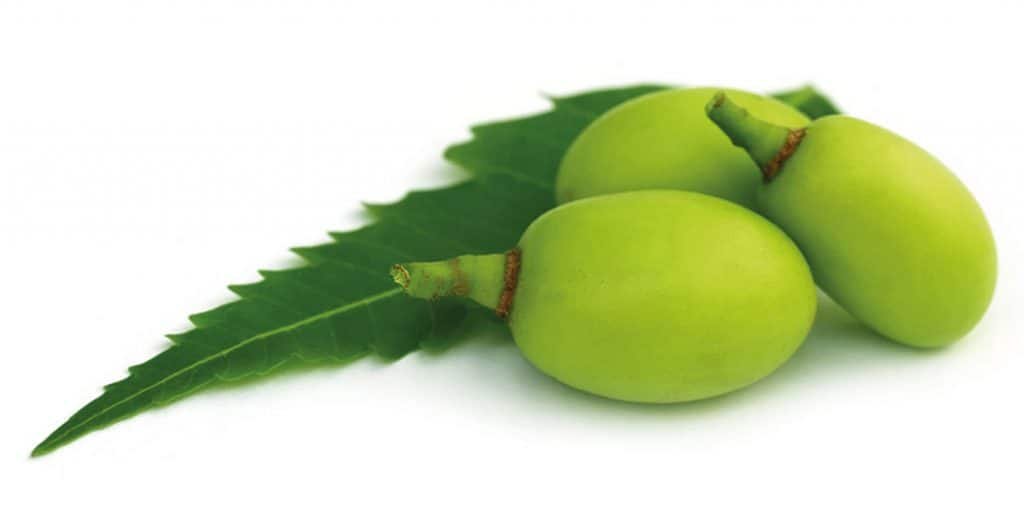 नीम के औषधीय गुण