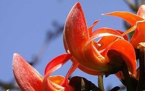 palash tree flower ke gun upyog fayde labh nuskhe in hindi पलाश के गोंद ढाक के बीज टेसू के फूल बेनिफिट्स इन हिंदी ढाक का पौधा ढाक का गोंद पलाश के पत्ते ढाक का वृक्ष सफेद पलाश के फूल पलाश के फूल पलाश के बीज पलाश फ्लावर पलाश के गुण पलाश in english केसु के फूल केशु के फूल केसु के फूल के फायदे ढाक के फूल टेसू के फूल के फायदे पलाश के उपयोग 