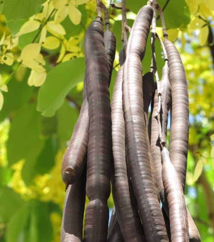 amaltas medicinal uses in hindi amaltas ki phali benefits amaltas ke baare mein batao amaltas ka ped amaltas ke baare mein bataye amaltas ki phali ke fayde amaltas ka ayurvedic prayog amaltas kya hota hai amaltas ke fayde in hindi amaltas dry fruit uses amaltas fruit amaltas side effect amaltas leaves amaltas for weight loss amaltas ki phali in english amaltas ke fayde amaltas uses cassia fistula in tamil amaltas ke beej ke fayde amaltas ki phali amaltas tree in hindi amaltas benefits amaltas tree photo amaltas tree leaves amaltas ka upyog