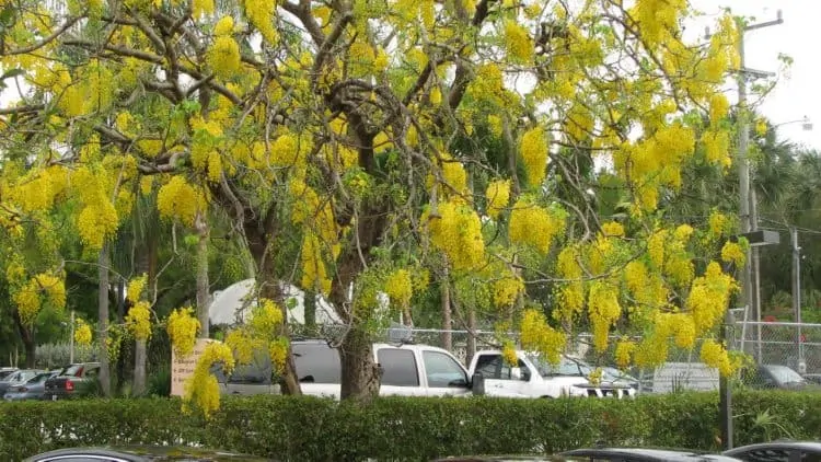 अमलतास के गुण व उपयोग अमलतास cassia fistula अमलतास in english अमलतास वृक्ष cassia javanica