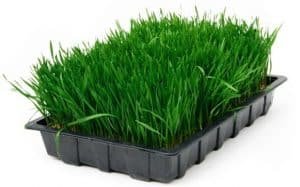 wheat grass drink benefits benefits of wheat in hindi jaware ka ras gehu ke jaware ka upyog gehu ke jaware ka ras wheatgrass health benefits in hindi gehun ka jawara jaware ka juice ke fayde in hindi wheatgrass in marathi jaware ka ras in hindi