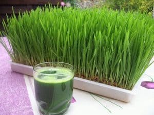 wheatgrass juice benefits side effects in hindi wheatgrass side effects in hindi wheatgrass side effects and their prevention wheatgrass nutrition wheatgrass side effects wheatgrass dangers how to use wheatgrass powder where to buy wheatgrass how much wheatgrass per day