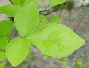 बेलपत्र bel leaf bael leaf