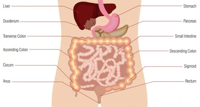 IBS treatment in hindi ibs ka ilaj sangrahani rog ka ayurvedic upchar