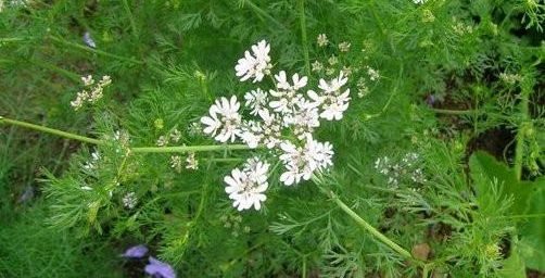 धनिया की पत्तियां