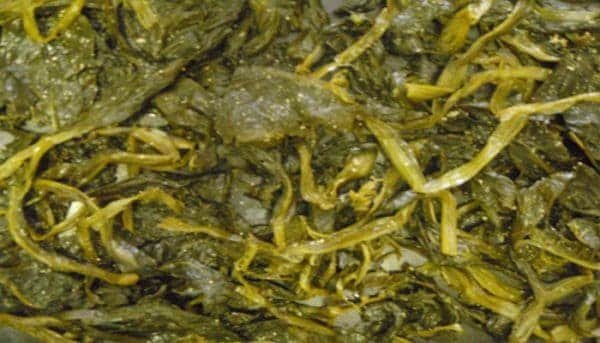 gundruk गूँदरुक